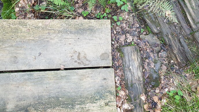 Auch die kleinen Waldstücke waren leicht feucht. Teilweise ging es über solche Bretter.
